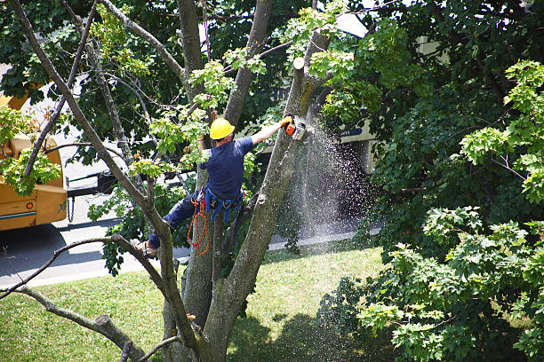 How Our Tree Care Process Works  in  Lehigh Acres, FL